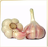 Garlic